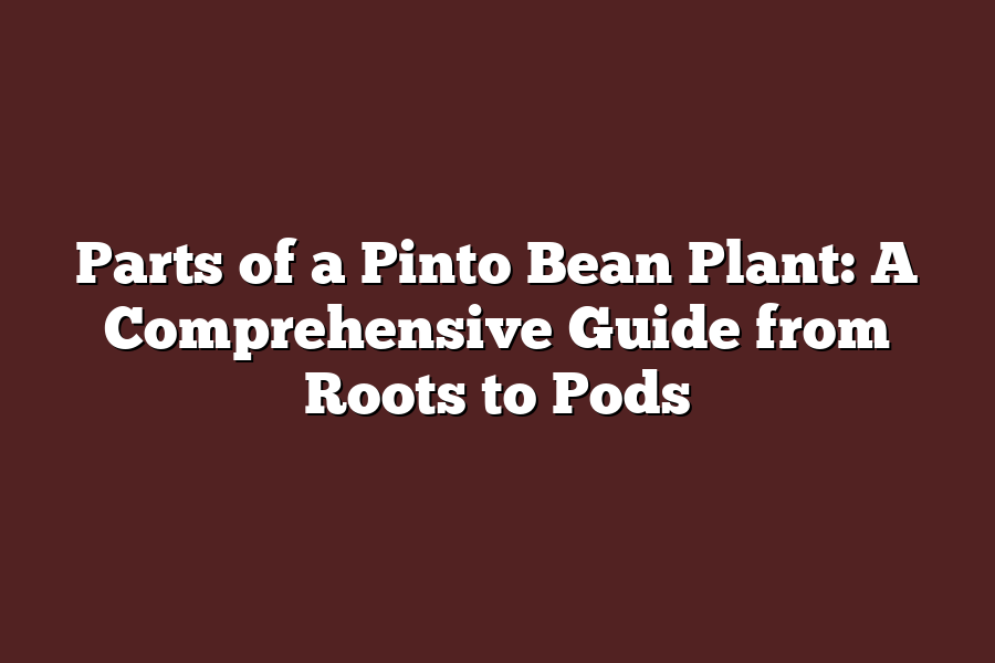 Parts of a Pinto Bean Plant: A Comprehensive Guide from Roots to Pods